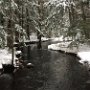 View from Bridge at Dennis Lewis Town Forest by Betsy Kruse - February 2023 photo
