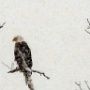 Bald Eagle - Sighted in 2015