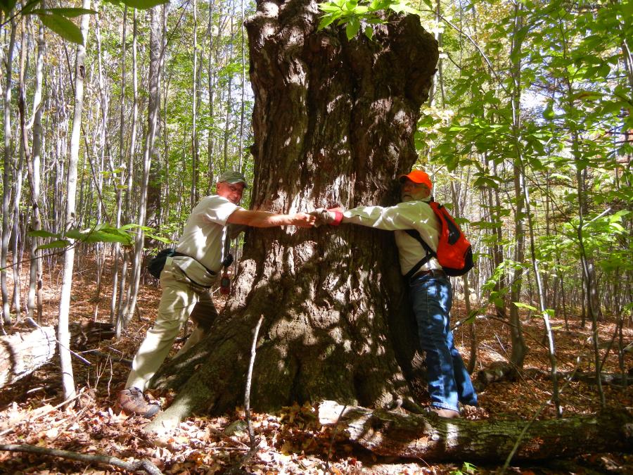 Tree Huggers