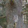 Barred Owl - New Boston Road - March Photo