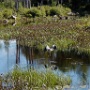 Blue Heron - New Boston Road - July Photo