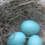 Robin Eggs - April Photo - Photo by Ginny Jones