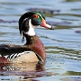 Wood Duck - May 2016 - Photo by Mark Giuliucci