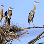 Great Blue Heron, New Boston Road Wetland - June 2016 - Photo by Mark Giuliucci