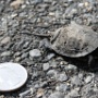 Newly Hatched Snapping Turtle - July Photo