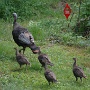 Flock of Turkeys - August Photo - Photo by Donna DelRosso