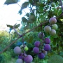 Grapes along New Boston Road - September Photo - Photo by Judi Lindsey