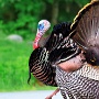 Displaying Male Turkey - November Photo - Photo by Mark Giuliucci