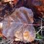 Frosted Leaf of a Trembling Aspen - December Photo - Photo by Judi Lindsey