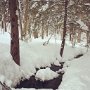 Forest in snow by Emily Martel, taken on High Street - February 2019 photo