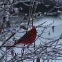 Cardinal by Josh Wallace - March 2019 photo