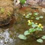 Marsh marigold by Judi Lindsey, taken on North Road - April 2019 photo