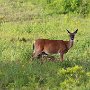 Nursing fawn by Jennifer Wise, taken on Langford Road - June 2019 photo