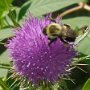 Bee on thistle by Judi Lindsey, taken on North Road - July 2019 photo