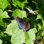 Red-spotted purple butterfly by Kelly Pride, taken on Merrill Road - August 2019 photo