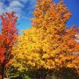 Fall scene by Emily Martel, taken on Jane Drive - October 2019 photo