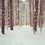 Winter forest scene by Emily Martel, taken on High Street - January 2020 photo
