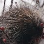 Porcupine - Healy Road by Andy Mun - January 2020