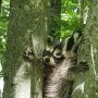 Raccoon - Kayla Drive by Donna Hetzel - May 2020