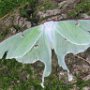 Luna Moth - Healey Road by Peggy Mun - August 2020