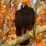 Turkey Vulture - North Road by Laurie Keaney - October 2020
