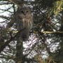 Barred Owl - New Boston Road by Dawn M. Clancy - December 2020