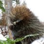 Porcupine on Tree by Lisa Clark - February 2021 photo