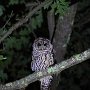 Owl on Critchett Road by Josh Wallace - March 2021 photo