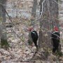 Pileated Woodpecker on South Road by Jenn Moynihan - April 2021 photo