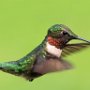 Hummingbird by Mark Giuliucci - May 2021 photo