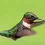 Hummingbird by Mark Giuliucci - May 2021 photo