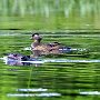 Beaver and Duck by Mark Giuliucci - June 2021 photo