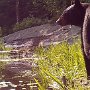 Bear by Lisa Clark - July 2021 photo