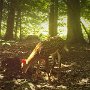 Yearling Deer by Bob Stallard - September 2021 photo