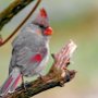 Bird on branch by Mark Giuliucci - January 2022 photo