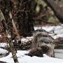 Three Otters by Ginny Jones - February 2022  photo