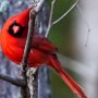 Cardinal by JJ Townsend - March 2022  photo