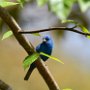 Indigo Bunting by JJ Townsend - May 2022  photo