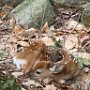 Fawn by John McCabe - June 2022  photo