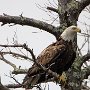 Eagle by Nate Sobol - January 2023  photo
