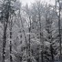 Woods in Winter by Pat Daneman - January 2023 photo