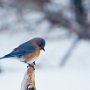 Blue Bird in Winter by Pat Daneman - March 2023 photo