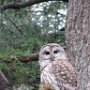 Barred Owl by Dawn Clancy - April 2023 photo
