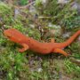 Red Eft on Green Moss by Judi Lindsey - May 2023 photo