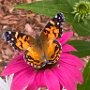 American Painted Lady Butterfly by Dodie D'Arcy - June 2023 photo
