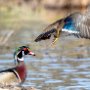 Wood Ducks Flying by Mark Giuliucci - July 2023 photo