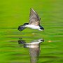 Swallow Catching Breakfast by Gavin Call - August 2023 photo