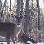 Deer in Snow by Lisa Blanchette - December 2023 photo