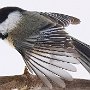 Chickadee by Mark Giuliucci - January 2024 photo