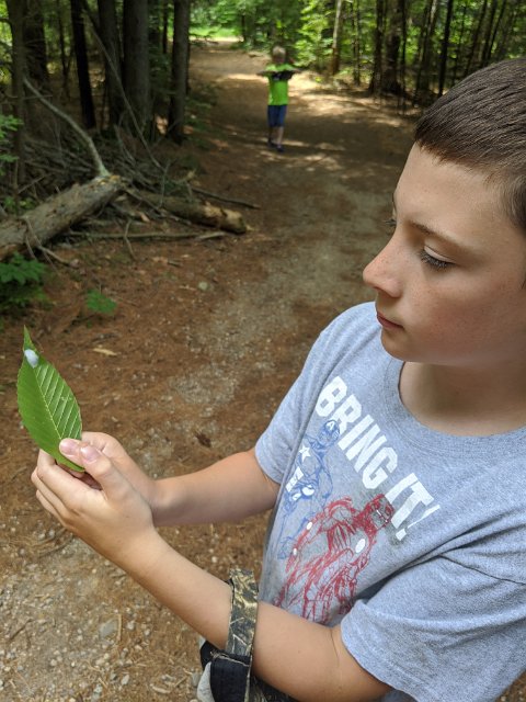 Oliver with egg case on leaf